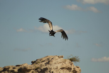Andean condor taking off from a rock in Argentina