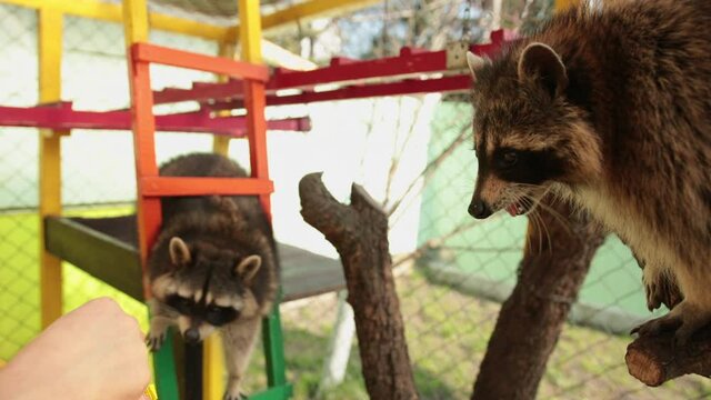 Man is feeding raccoons. Domestication of tamed wild animals. Coon eat from hands in the manual contact zoo, male feeds beast. Beautiful, brown. Racoons begging picknicking human.