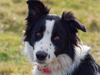 Headshot border collie with freckles