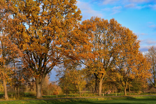 Herbstb&auml;ume, Herbststimmung, Herbstf&auml;rbung, gold gelbe Laubf&auml;rbung, B&auml;ume im Herbst, warme Farben, sch&ouml;n, auf dem Land, Natur, Ruhe, fernab vom Trubel, entspannen