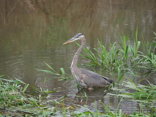 wild great blue heron (Ardea herodias) in water