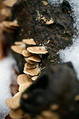 champignon sauvage sur le tronc d'un arbre