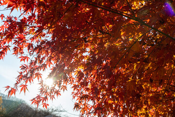 紅葉