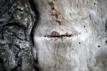 Détail de l'écorce d'un arbre