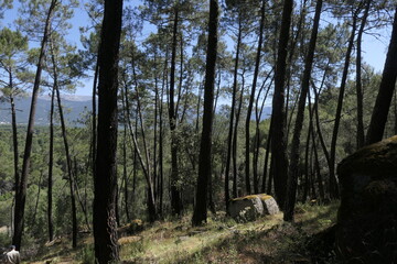 the tree in the forest