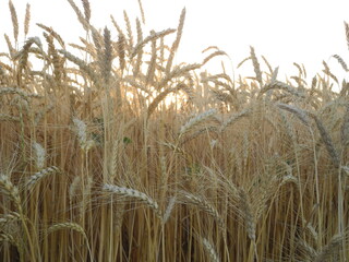 field of wheat