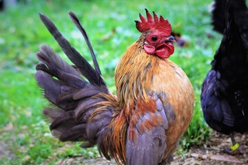 Coq Serama en prairie 