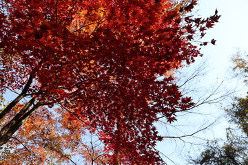 紅葉