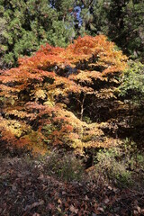 紅葉