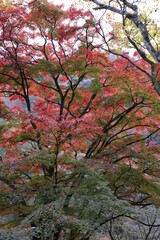 紅葉