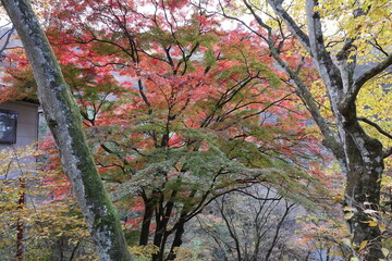 紅葉