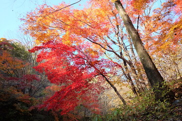 紅葉