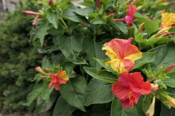 red and yellow flowers
