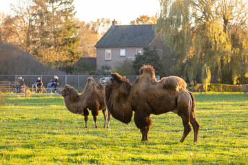 Two Bactrian camels in a green meadow field in The Netherlands with golden autumn colors and sunlight lighting up the grass, trees and house in the background