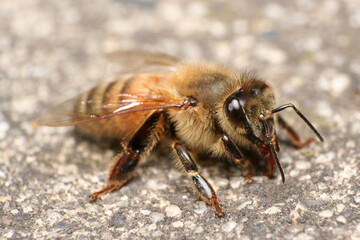 European Honey Bee (Apis mellifera) resting