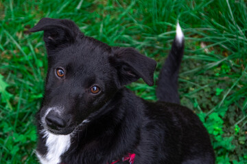 Close up of dog with brown eyes. Cute small black dog sitting on green grass and looking to camera. Sad face.