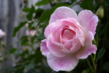 White and Pink Rose "Blushing Pink"