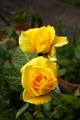 Yellow Floribunda Rose