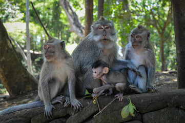 Naklejka na ściany i meble Beautiful image of a family of balinese long-tailed monkeys at the Sacred Monkey Forest Sanctuary (Monkey Forest Ubud), Bali, Indonesia.