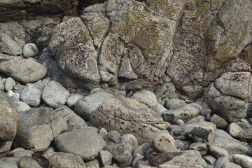 Pancake rocks. 