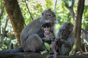 Beautiful image of a family of balinese long-tailed monkeys at the Sacred Monkey Forest Sanctuary (Monkey Forest Ubud), Bali, Indonesia.