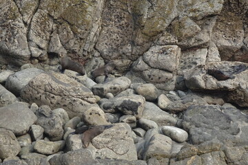 Pancake rocks. 