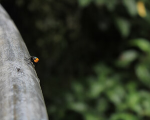 Mamu Rainforest Canopy Walk, Queensland, Australia: Close up image of a Yellow headed Snail...