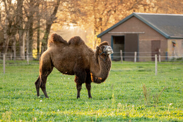 Bactrian camel in a green meadow field in The Netherlands with golden autumn colors and sunlight lighting up the trees in the background and farm shed behind