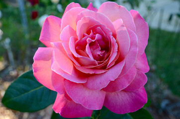 A pink rose enjoys bright sunshine. Chicago Peace is a hybrid tea rose by Johnson, USA