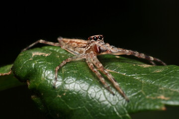 Jumping Spider (Helpis minitabunda)