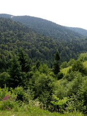 Fototapeta na wymiar Green bushes and spruces in the forest growing in the mountains