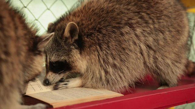 Cute raccoon reading big book. Zoo. Little racoon student studies an interesting textbook, back to school concept. Funny humanized grey coon animal character