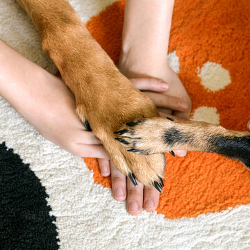 Top view of  children putting their hands on top of each other together with paws their dogs  indoors. Friendship, unity and teamwork concept