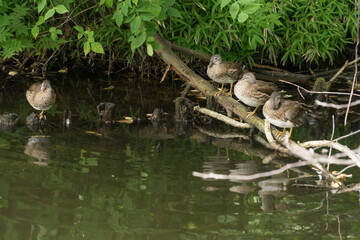groupe de canard sur une branche d'arbre au bord d