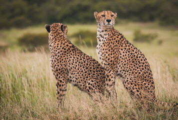 cheetah in the savannah