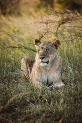 Fototapeta na wymiar lioness in the grass
