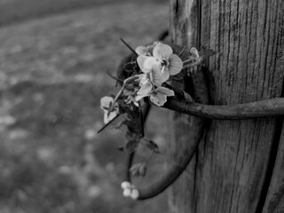 Black and white blossom, wood texture
