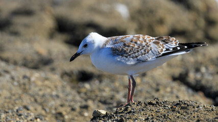 Little stint (Calidris minuta) on the east coast of Australia.