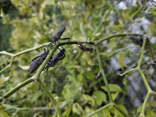 wasp on a branch