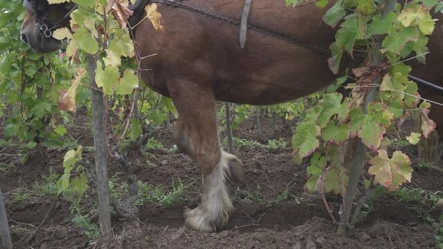 Side view, a man a draft horse and a plow, biological tillage