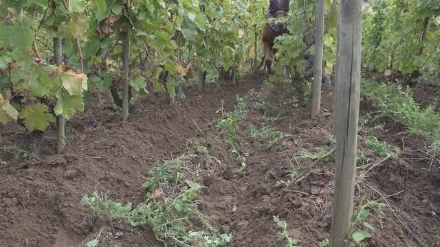 Slow motion, a man conduct a plow pulled by a horse in a vineyard