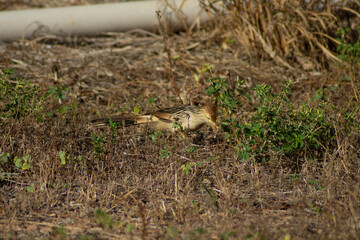 Bird called white anu (Guira guira) in the middle of the grass