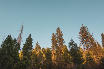 forest in autumn