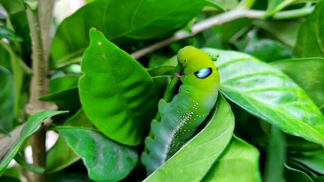 Slowmotion Oleander hawk-moth (Daphnis nerii) feeding on a branch leaf.