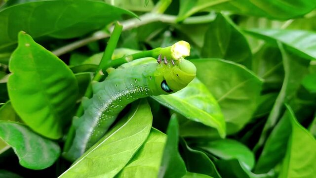 Slow motion Oleander hawk-moth (Daphnis nerii) feeding on a branch leaf.