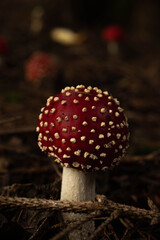 Amanita Muscaria Fly Agaric, found under shaded woodland in North Somerset
