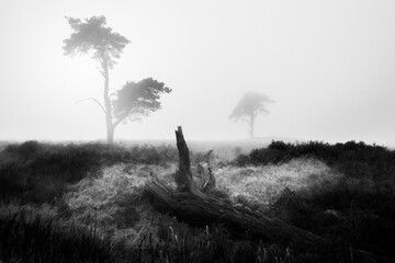 Trees in the mist in Black and white