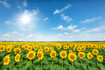 Beautiful summer day over sunflower field