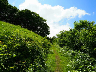 Fototapeta na wymiar 広島県民の森、わかりにくい坂道。