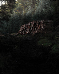 Logging Trail Sunset in the Forest